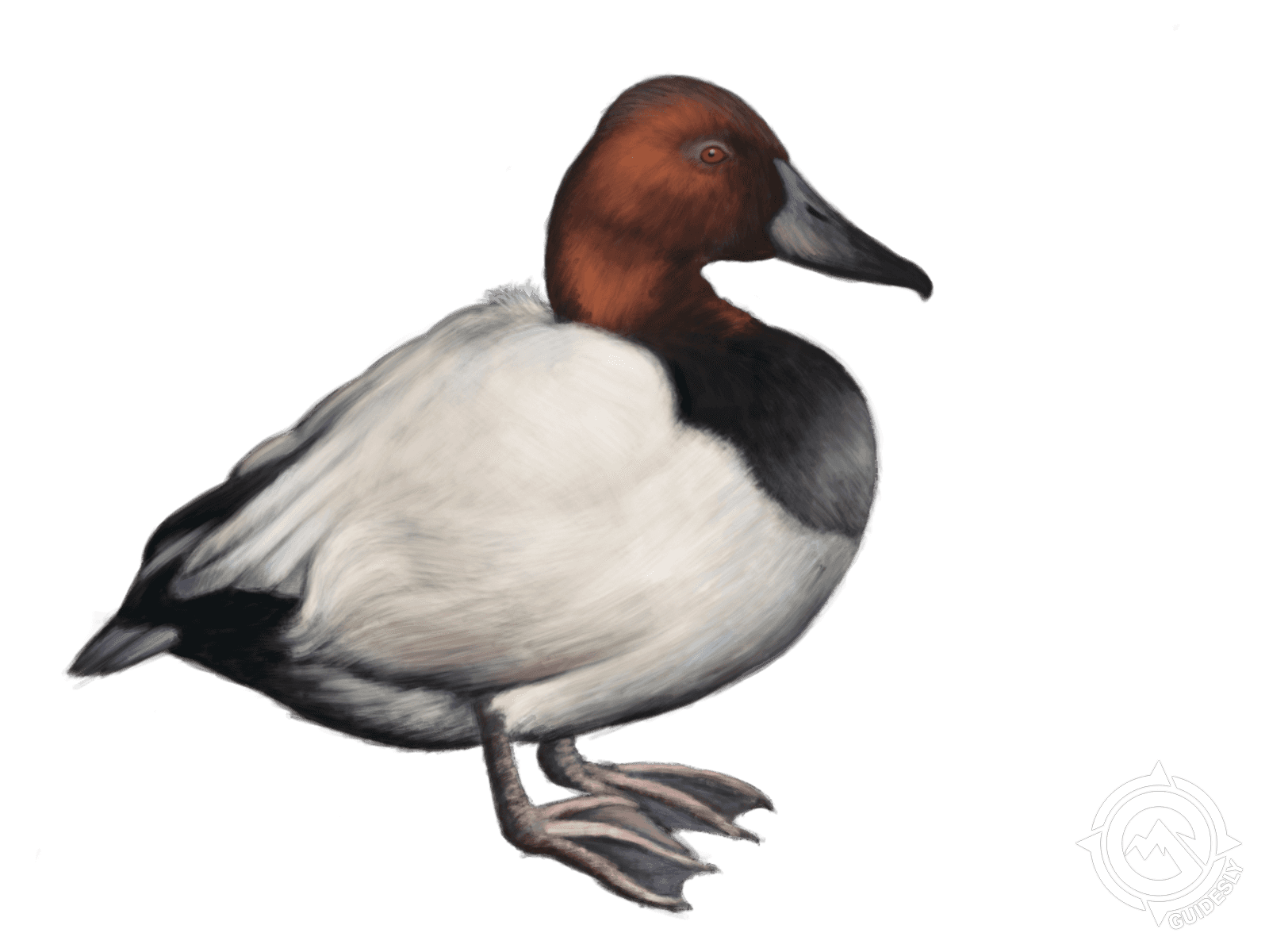 Canvasback