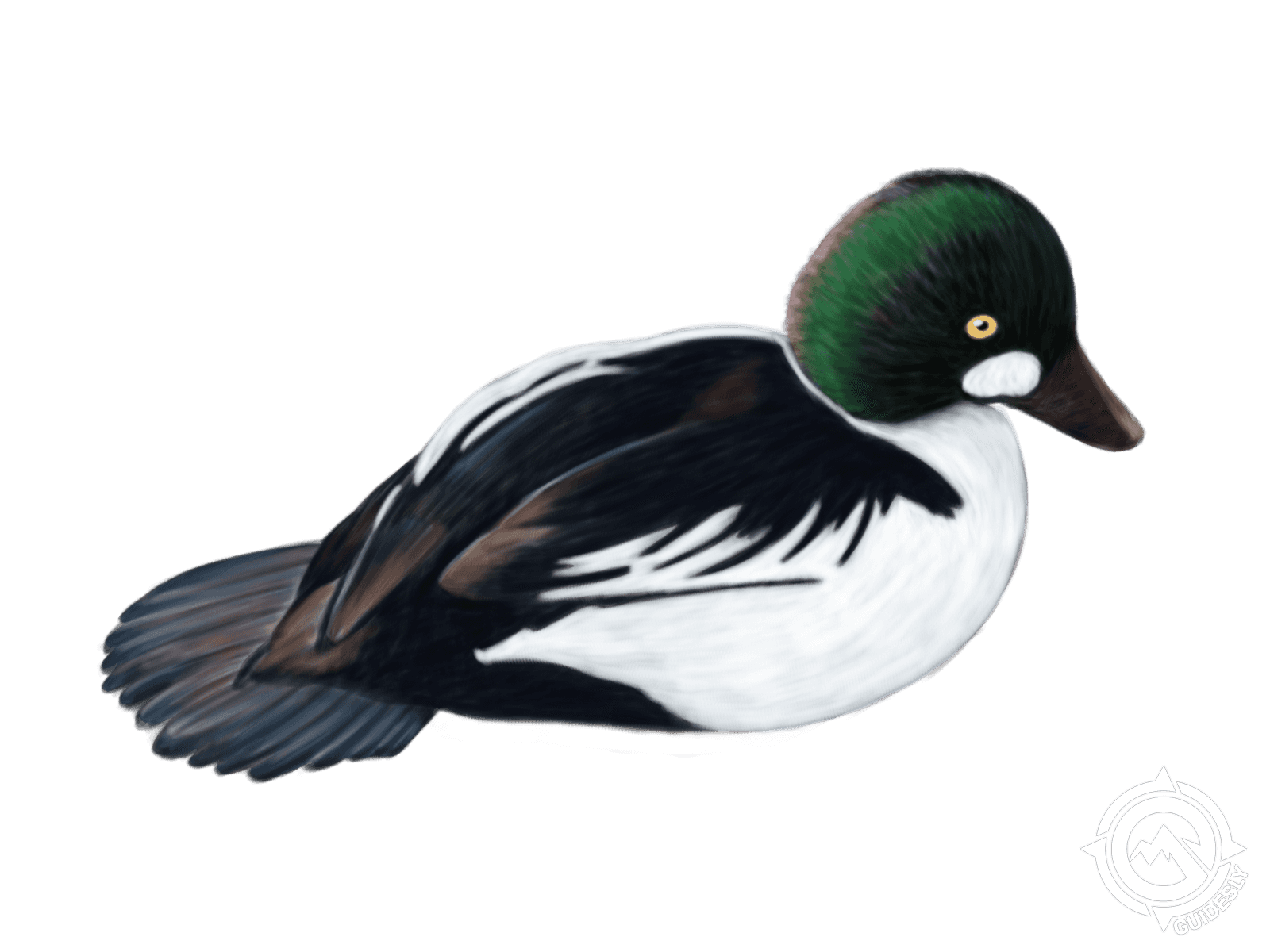 Common Goldeneye