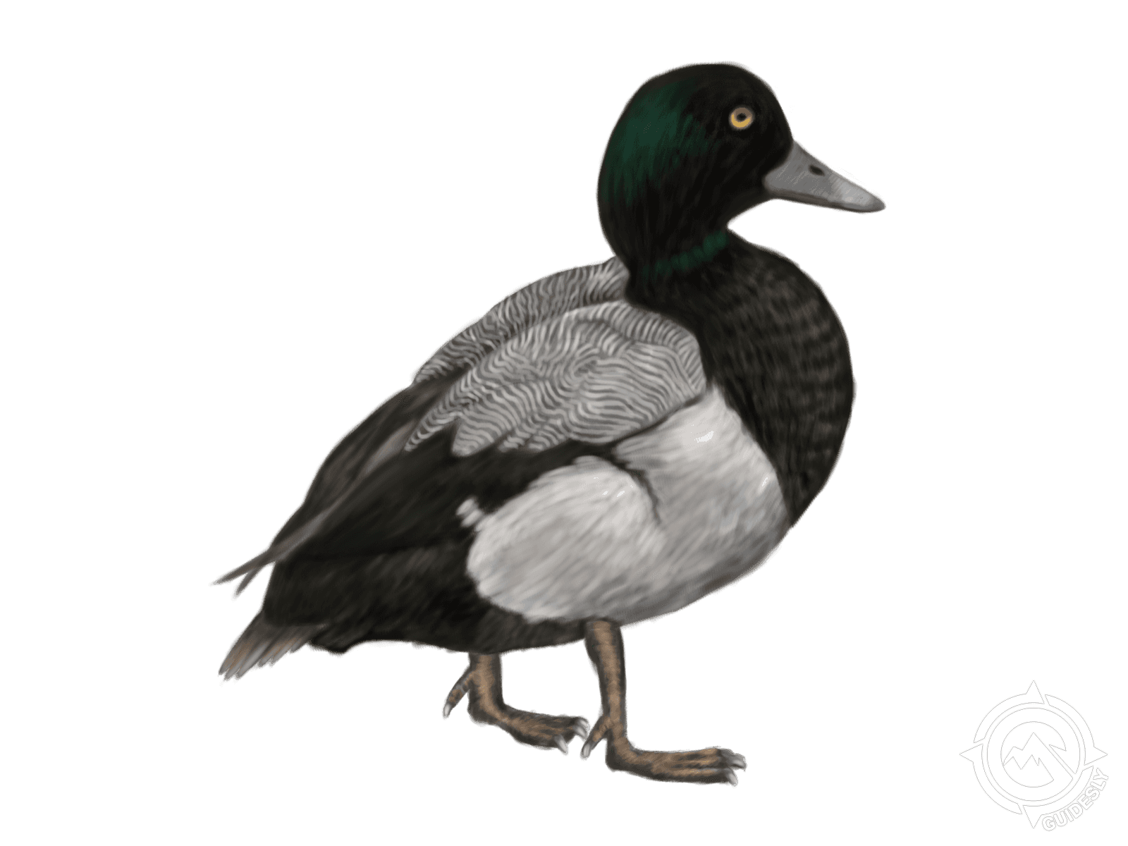 Greater Scaup