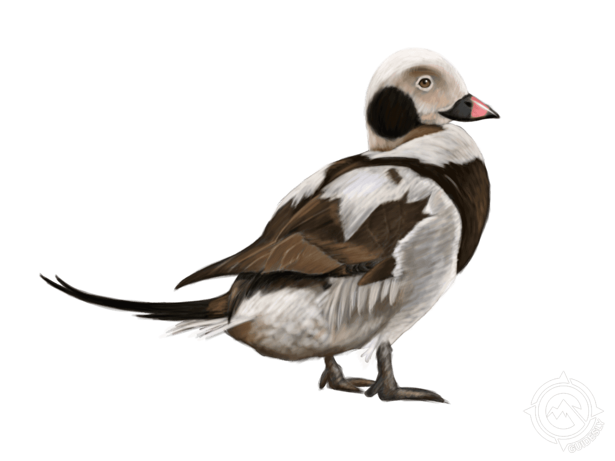 Oldsquaw/Long-tailed Duck