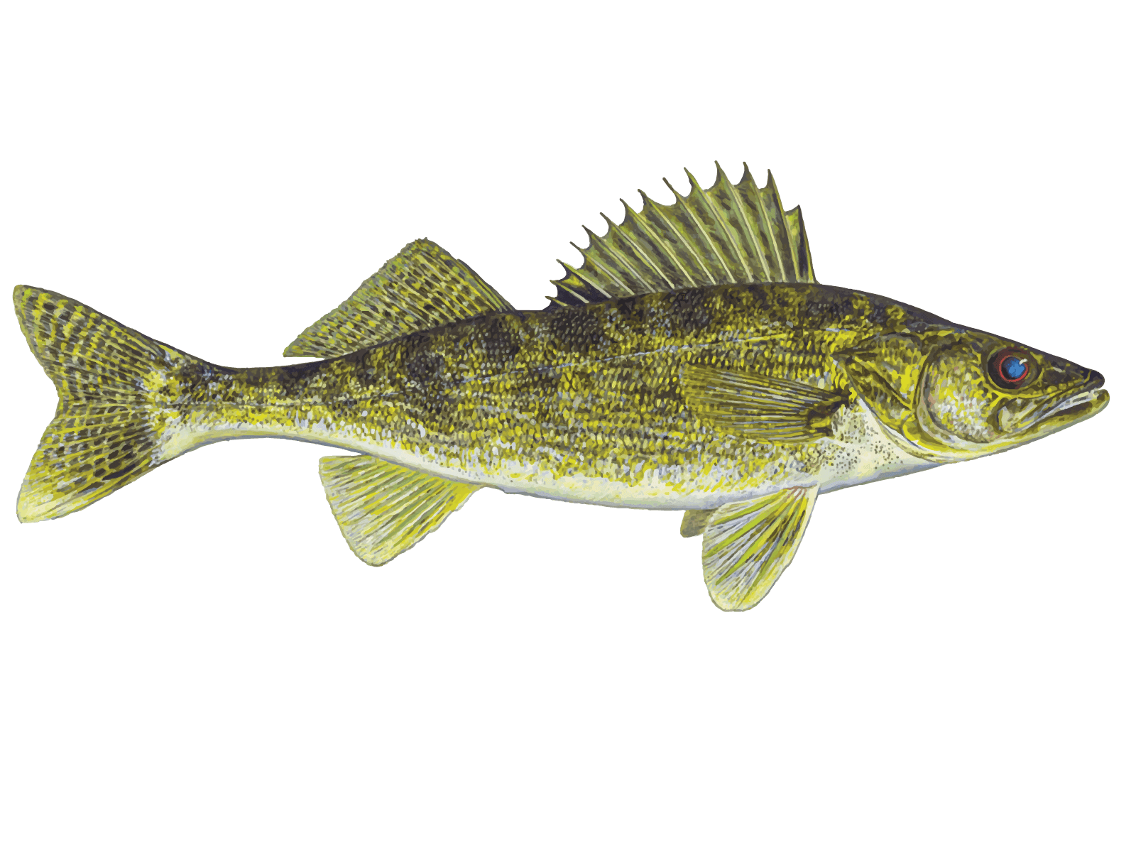 Walleye